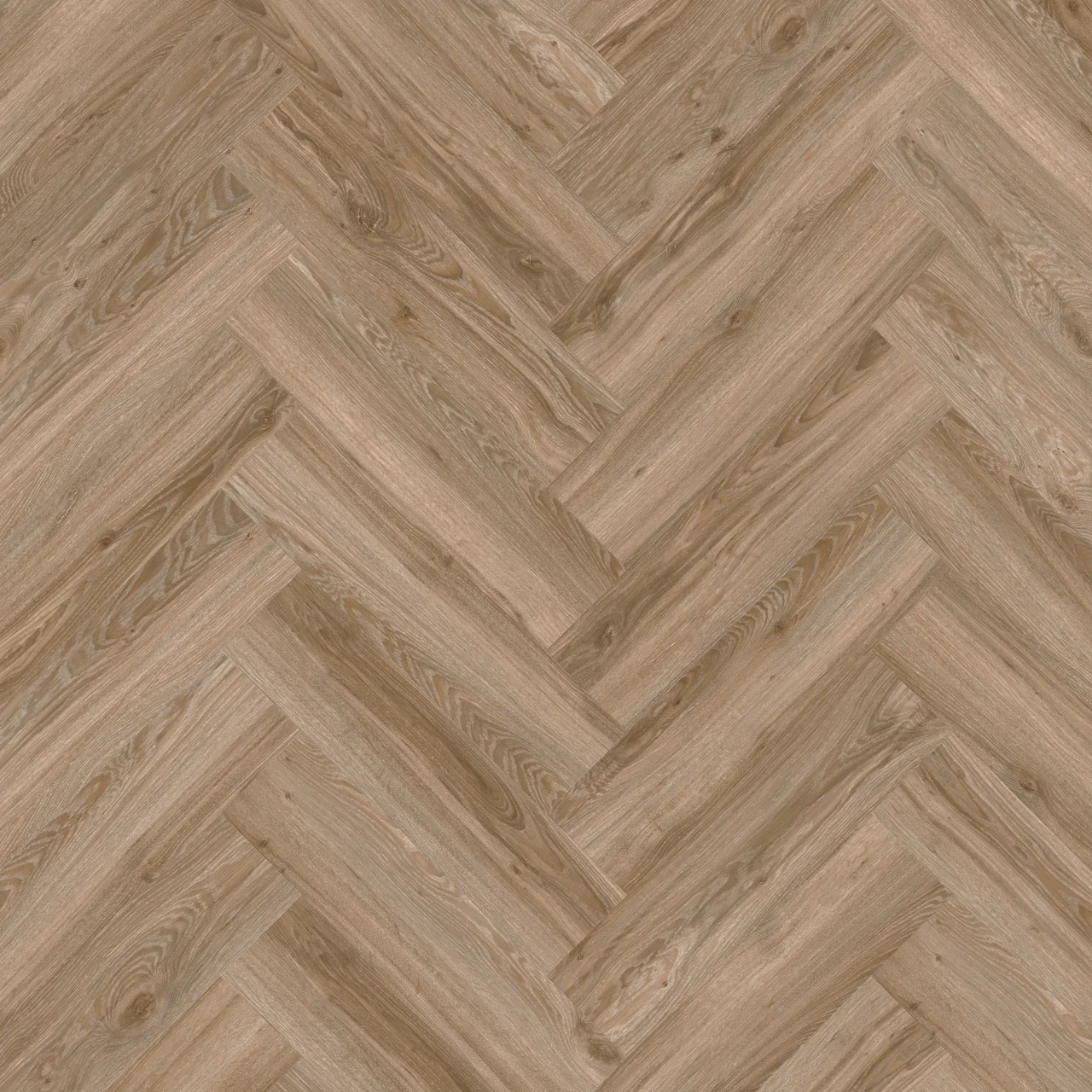 22229 BLACKJACK OAK